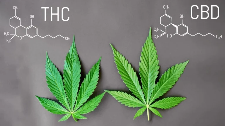 Was ist der Unterschied zwischen CBD und THC?