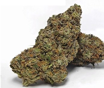 Tropicanna Banana Weed