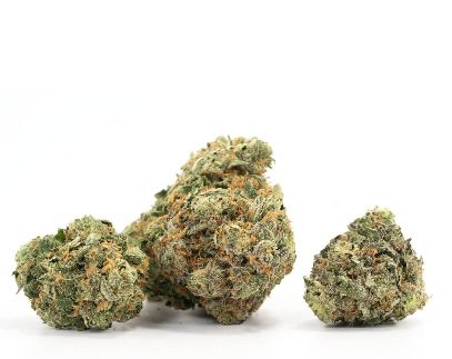 Critical Kush Strain