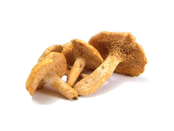 HEDGEHOG DRIED MUSHROOM Germany