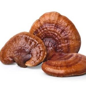 REISHI DRIED MUSHROOMS